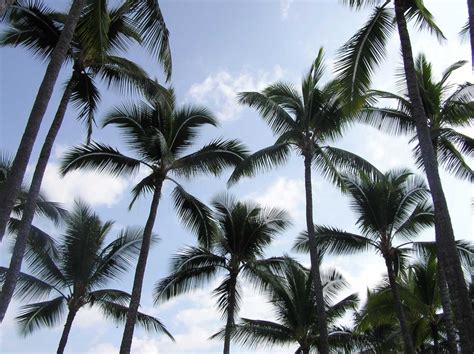 Hawaii Palm Trees - Hawaii Pictures