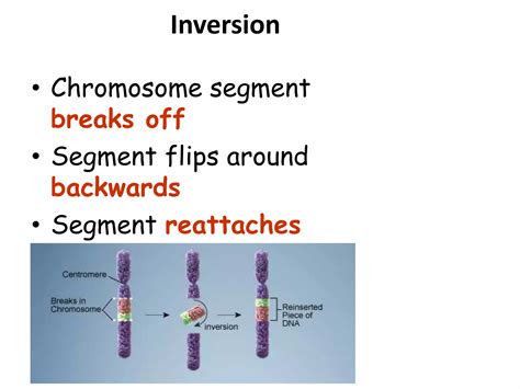 Mutation | PPT