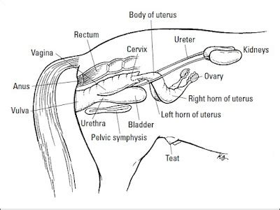 Female Horse Reproductive System - Reproduction Online