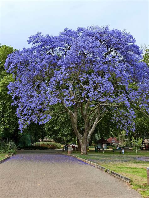 Jacaranda Mimosifolia Hawaiian Blue Kens Nursery