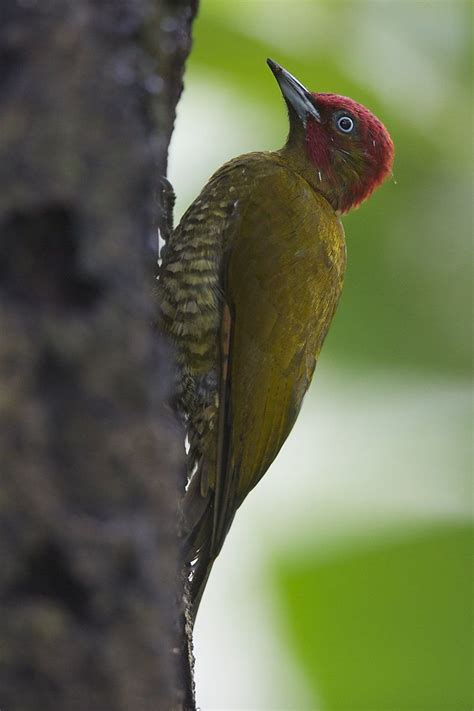 Painted Bunting Pretty Birds Bird Feathers Wings Woodpeckers