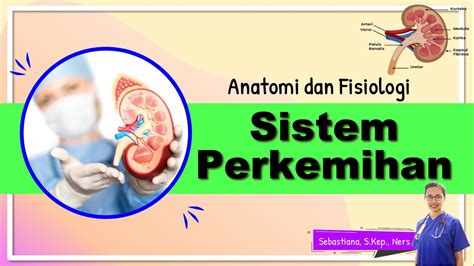 Anatomi Dan Fisiologi Sistem Perkemihan Youtube