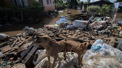 Quase Mil Animais Foram Resgatados Durante As Enchentes No Rs