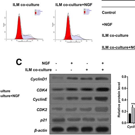 Effects Of Ngf Ilm And Ngf Ilm On Cell Cycle Progression Of M Ller