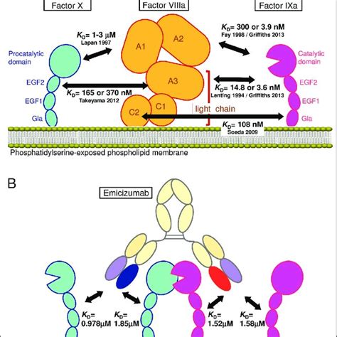 K D-based simulation of an equilibrium state in the presence of the ... 