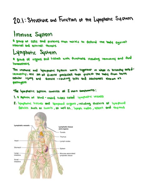 Chapter 20 - The Lymphatic System and Immunity - 20 Structure and