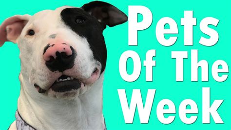 Pets Of The Week 061420 Youtube