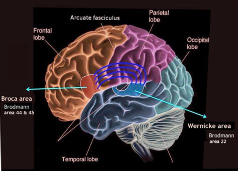 Neuroanatomy Wernicke Area Statpearls Ncbi Bookshelf