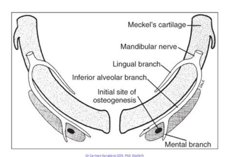 Ctb35 Development Of The Mandible And Tmj Flashcards Quizlet