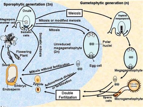 Apomixis in plants