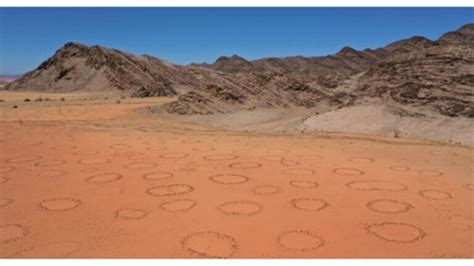 Scientists Solve Global Grassland Puzzle Of Mysterious Fairy Circles