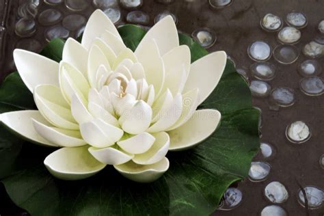 The Artificial Lotus Flower Stock Photo Image Of Attractive