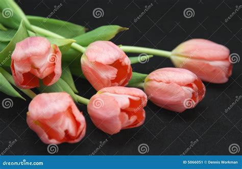 Roze Tulpen Op Zwarte Picture Image