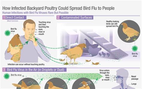 What Is Avian Influenza H5n1 Also Known As Bird Flu And Why Has It