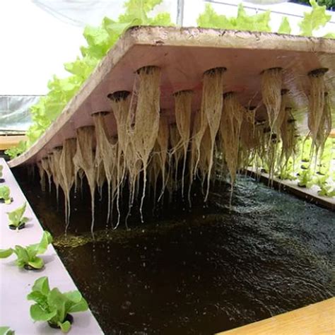 What Is The Best Aquaponics System For Beginners Aquaponics For