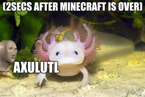 17+ Funny Axolotl Memes - KachisideMj