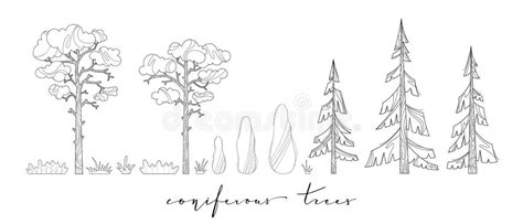 Cypress Tree Coloring Stock Illustrations 27 Cypress Tree Coloring