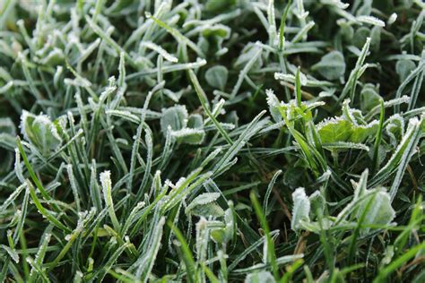 Free stock photo of frost, frosted grass, frosty grass