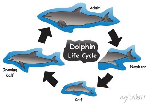 Dolphin Life Cycle Infographic Diagram Showing Different Phases