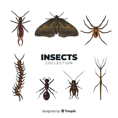 Colecci N Insectos Realistas Vector Gratis