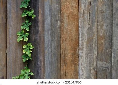 Leaf Plant Over Wood Fence Background Stock Photo Shutterstock