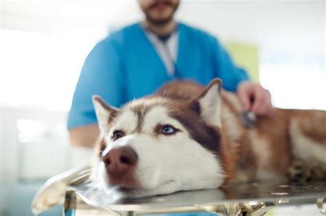 Signs Of Bowel Obstruction In Dogs And What To Do Ambler Vet