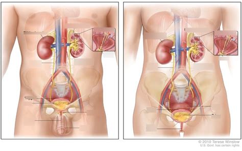 Aparato Urinario Masculino Y Femenino Diagram Quizlet