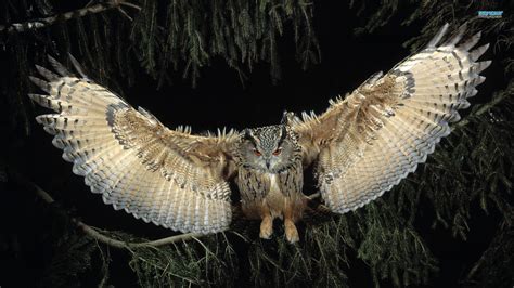 flying owl wallpaper   timothyjackson wallpapersafari