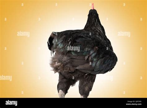 close up black australorp rooster on isolated white background Stock ...