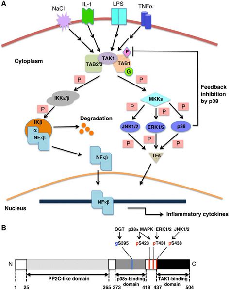 Stimulation And Activation Of The Tak Pathway And Tab Domain