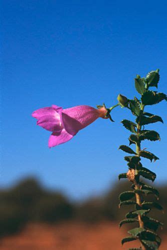 Eremophila Image Database Part 9 Australian Native Plants Society
