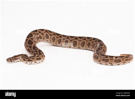 Russel`s Viper Snake Or Eastern Russels Viper Daboia Siamensis Isolated