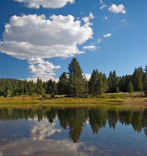 Forest Reflection stock photo. Image of pine, mountains - 7918922