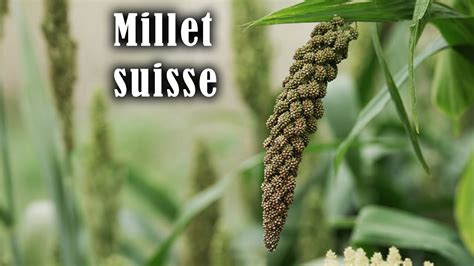 Le Millet Une Plante Davenir Agriculture Suisse Agroecologie