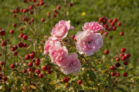 Flor Color De Rosa Naturaleza Foto Gratis En Pixabay Pixabay