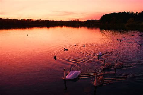 Wallpaper Sunlight Birds Sunset Sea Lake Nature Reflection Sky