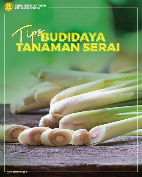 Serai Tanaman Herbal Kaya Manfaat Yang Mudah Dibudidayakan Di