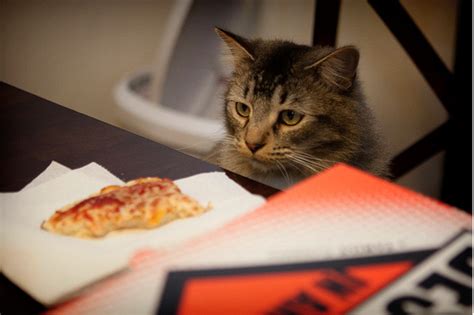 Dosis Escribir Una Carta La Internet Mi Gato Se Come La Comida Del Otro Gato Egomanía Montón