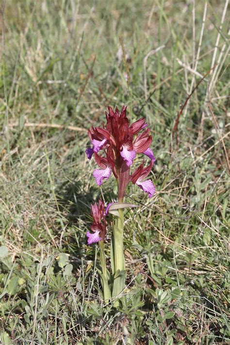 Anacamptis Papilionacea Pink Butterfly Orchid Anacamptis Flickr