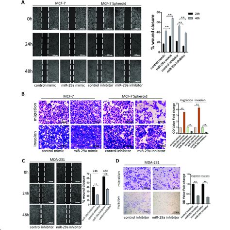 MiR 29a Promotes Breast Cancer Cells Migration And Invasion In Vitro