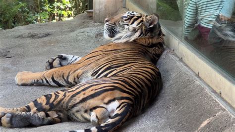 スマトラトラのようすです。【2023年4月27日】【上野動物園】 Youtube