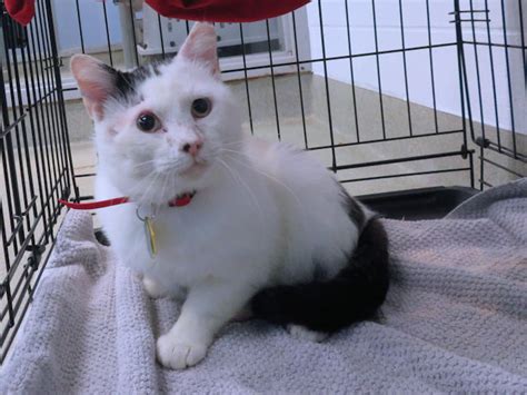 Photos Adoptable Cats At Oklahoma City Shelter Oklahoma City