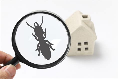 Termite Inspections Analytical Home Inspection