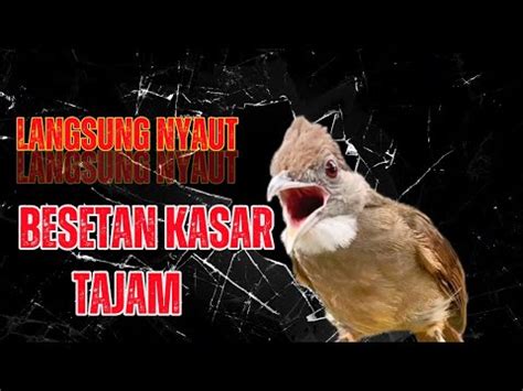 KAPAS TEMBAK GACOR DENGAN BESETAN KASAR COCOK UNTUK MASTERAN BURUNG