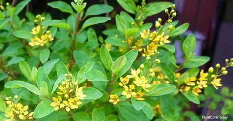Chinese Perfume Plant Care How To Grow Aglaia Odorata
