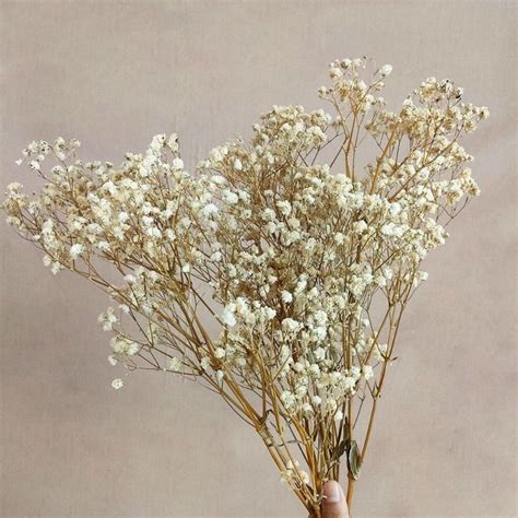 Jual Gram Baby Breath Baby S Breath Kering Dry Flower Dried Flower