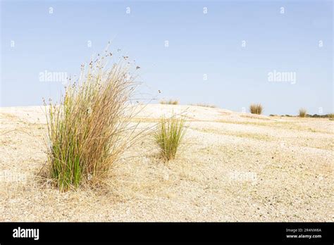 Desert landscape. Scrub is survivor in great drought caused by climate ...