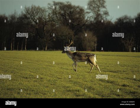 Wild Fallow Deer Dama Dama In The Uk Stock Photo Alamy