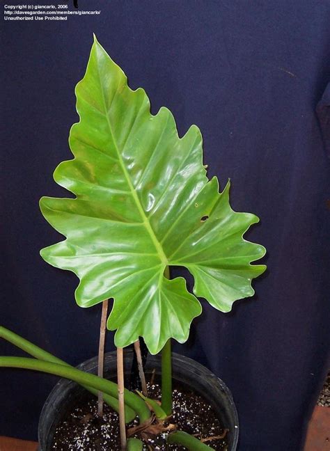 Plantfiles Pictures Philodendron Species Philodendron Lacerum By