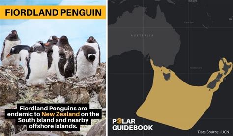 12 Fascinating Facts About Fiordland Penguins [#4 is Hard to Believe ...